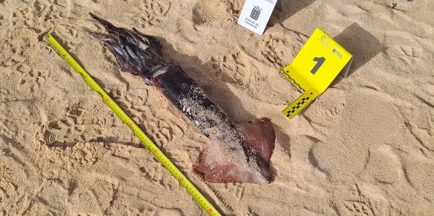 Imagen del Calamar encontrado por los t&eacute;cnicos del Cabildo.