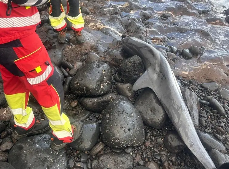 Imagen del animal muerto en las rocas.