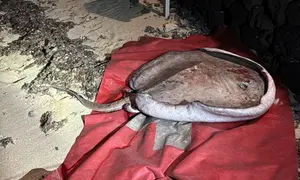 Manta Raya localizada en Las Caletas.