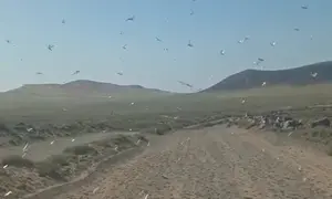 Imagen de los peligrosos insectos entre Famara y San Juan.
