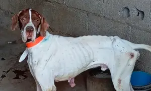 Perro rescatado en Tinajo.