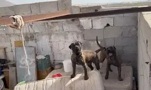 Animales encontrados por el SEPRONA.