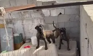 Imagen de los presas canarios localizados por la Guardia Civil.