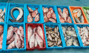 Pesca ilegal confiscada en La Graciosa.