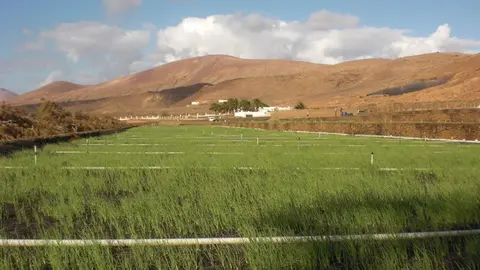 Cebollinos Lanzarote