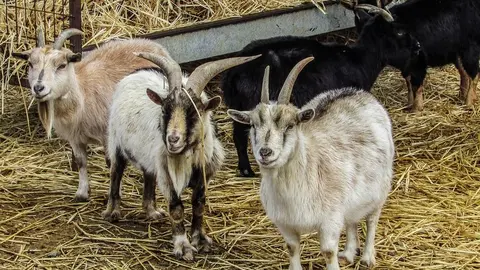 cabras