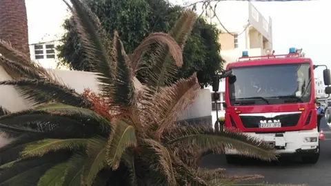Imagen de la palmera que se cayó en la calle Folías este domingo.