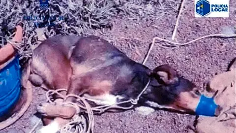 maltrato animal
