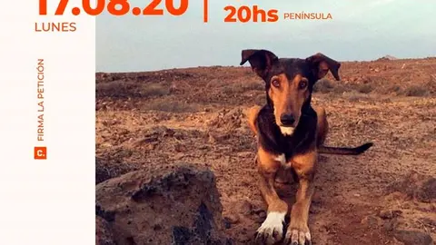 Cartel videomanifestacion web