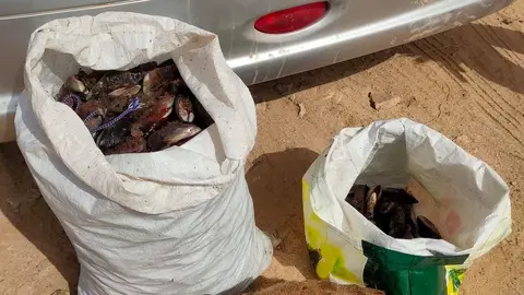 foto mcs mejillones fvt