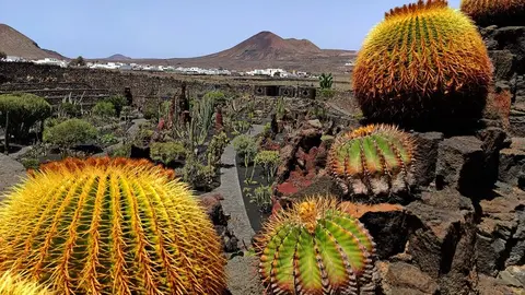 Jardin de Cactus.