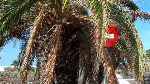 Palmeras en mal estado en Costa Teguise II (Imagen de Cs)