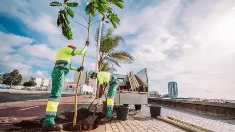 Trabajos de plantación de nuevos árboles en Arrecife