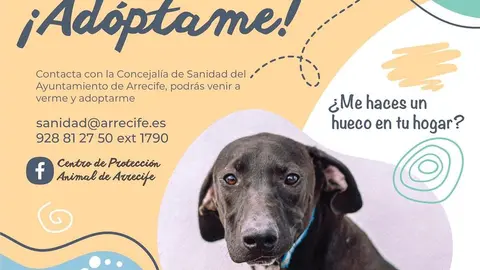 Campaña de adopción de perros por parte del Ayuntamiento de Arrecife