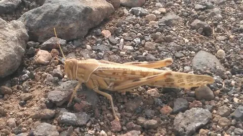 Imagen de una de las langostas que se tomó este fin de semana en una finca de San Bartolomé.