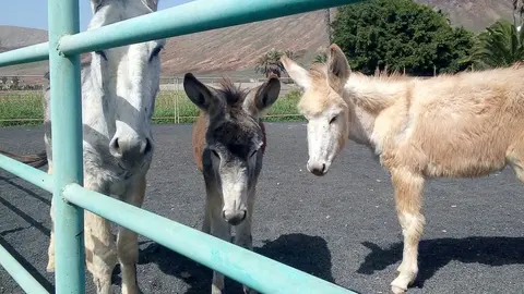 Burros en la Granja Agrícola del Cabildo (1)