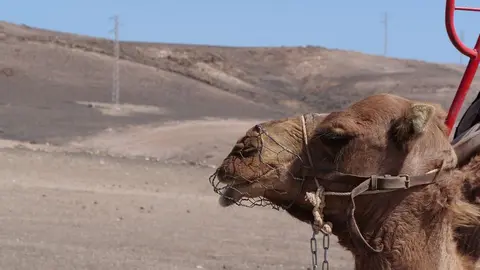 Bozal metálico y paisaje