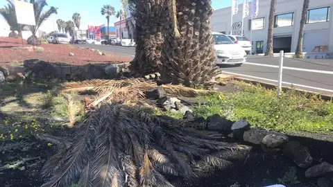 Estado del palmeral en otros municipios de la isla (1)