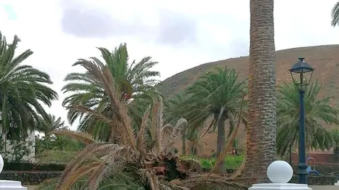 Palmera caída en la Plaza del Rincón (Imagen de Cs)