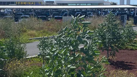 Imagen de la vegetación que se ha generado en el aeropuerto por el abandono de AENA.