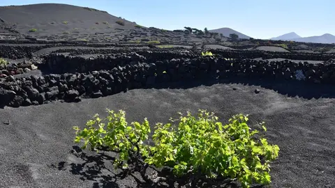 Consejo Regulador DO Lanzarote