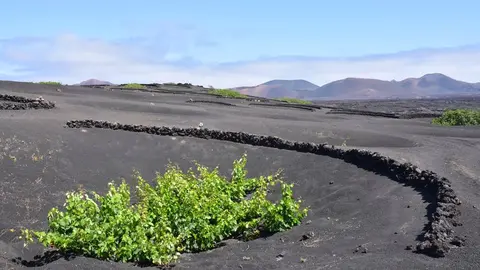 Vinos de Lanzarote (1)