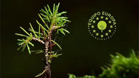 1 junio Cartel Árbol europeo 2021