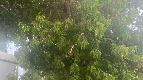Imagen del árbol tronchado en el barrio de Titerroy