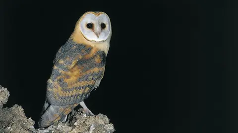 Tyto_alba_gracilirostris. Foto de Jesús Miguel González Palmero