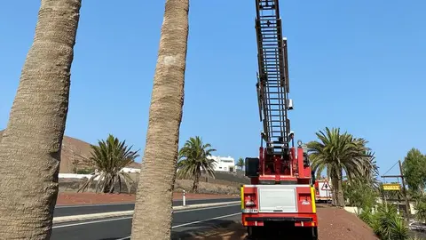 Los bomberos impidieron que la palmera cayera sobre un conocido local de la zona