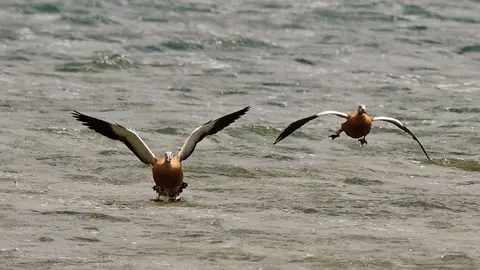 Imagen de dos tarros canelos en Lanzarote captada por Ecologistas en Acción.
