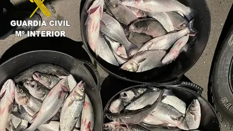 fotografía lubinas WEB