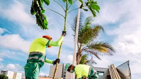 Plantación de arbolado frente a la playa de El Reducto