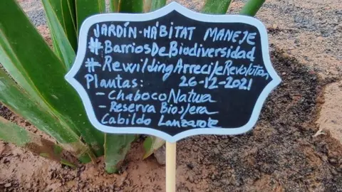 Plantas autóctonas de Maneje