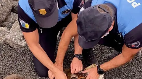 Los agentes de la Policía Local con la tortuga
