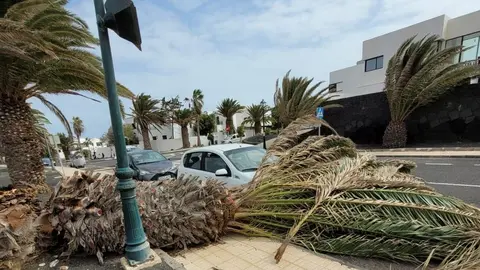 Imagen de cómo quedó la palmera tras caer por el viento