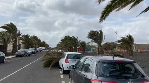 Palmeral de Costa Teguise, donde se produjo la caida de una palmera.