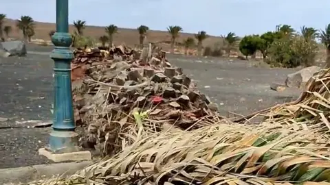 Imagen de la palmera que cayó el pasado fin de semana en Costa Teguise