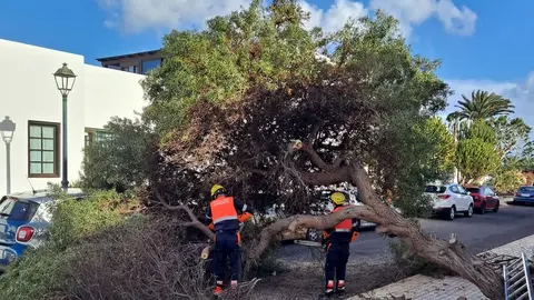 Imagen de los bomberos en el momento en el que tuvieron que retirar el árbol