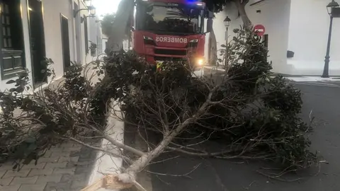 Rama caída en Yaiza.