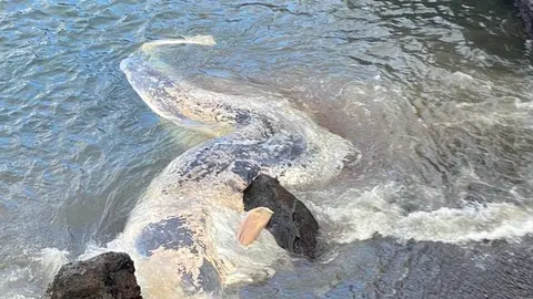 Imagen de la ballena muerta.