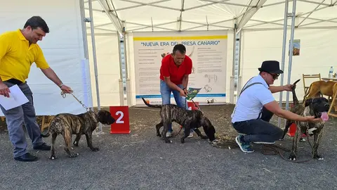 Ejemplares de Presa Canario presentes en la monográfica de Teguise.