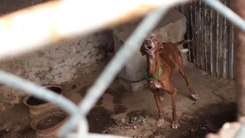 Imagen de un perro en una jaula en el municipio de Haría.
