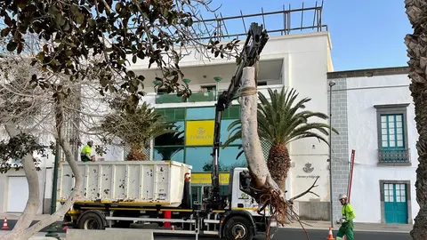 Imagen de operarios retirando el árbol del Parque Ramírez Cerda.