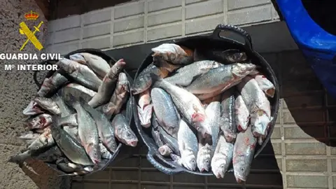 Imagen del pescado requisado por la Guardia Civil.