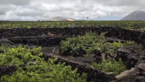 Imagen de la vendimia que adelantó este año la bodega El Grifo.