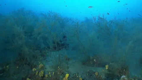 Adjunto foto del bosque de coral créditos E. Turpin