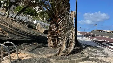 Imagen de unos jardines de Costa Teguise