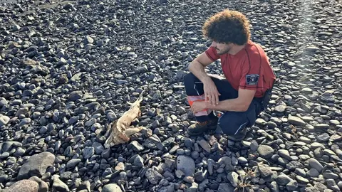 Imagen del pez martillo en descomposición en Playa Quemada.