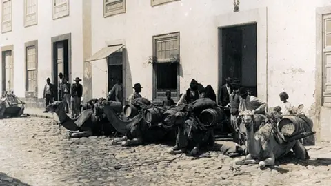Imagen de Camellos en la Calle León y Castillo en 1928. Autor,Teodoro Maisch.